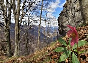 55 Elleboro colorato di rosso tra le pareti rocciose dello Zucco